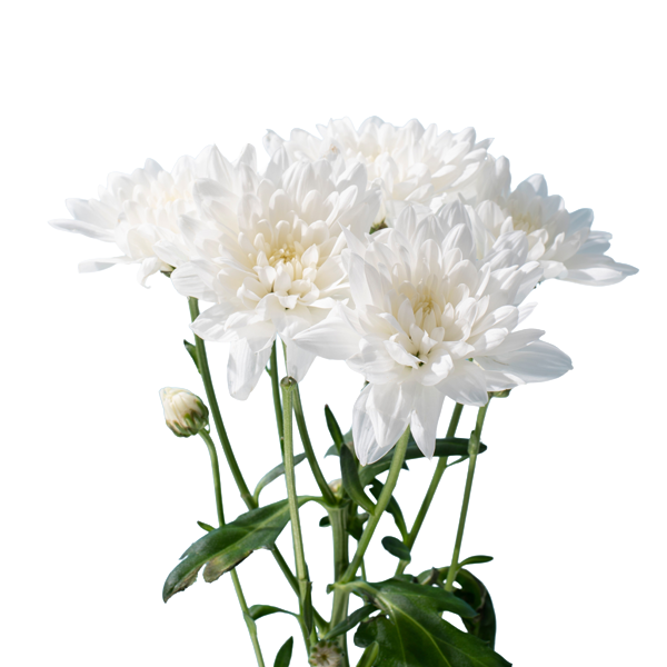 Chrysanthemum