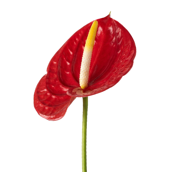Anthurium