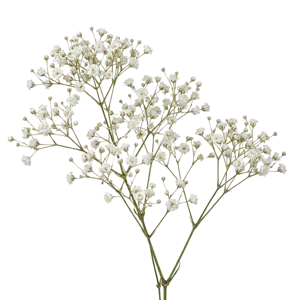 Baby's Breath